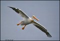 _1SB6518 american white pelican